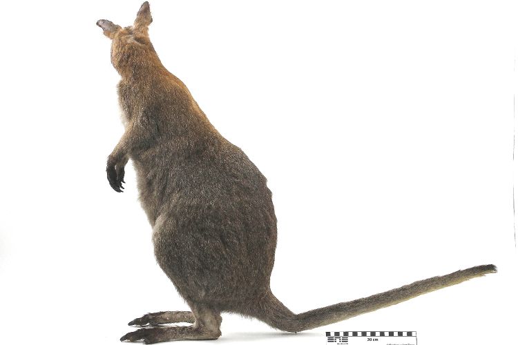 Wallaby Wallaby
