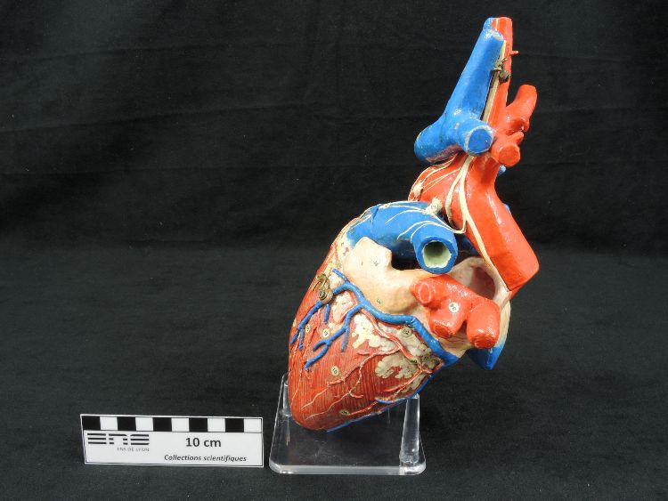 Modèle anatomique de cœur humain Modèle Auzoux de cœur en papier mâché 