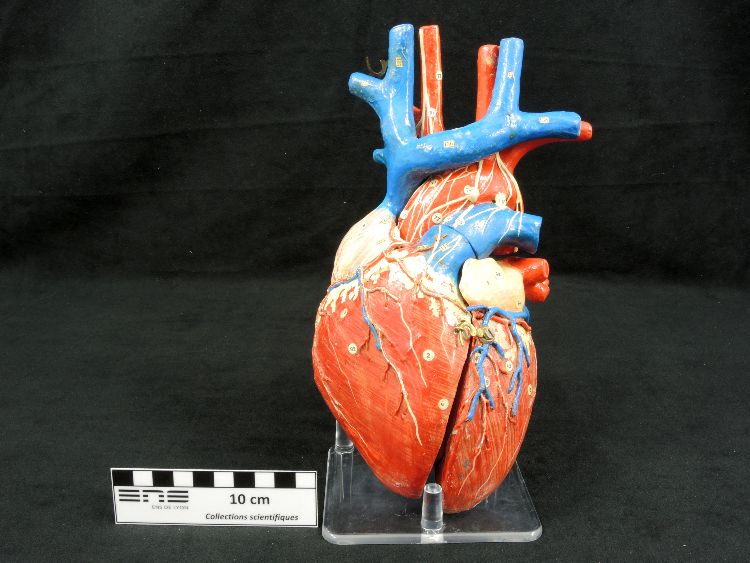 Modèle anatomique de cœur humain Modèle Auzoux de cœur en papier mâché