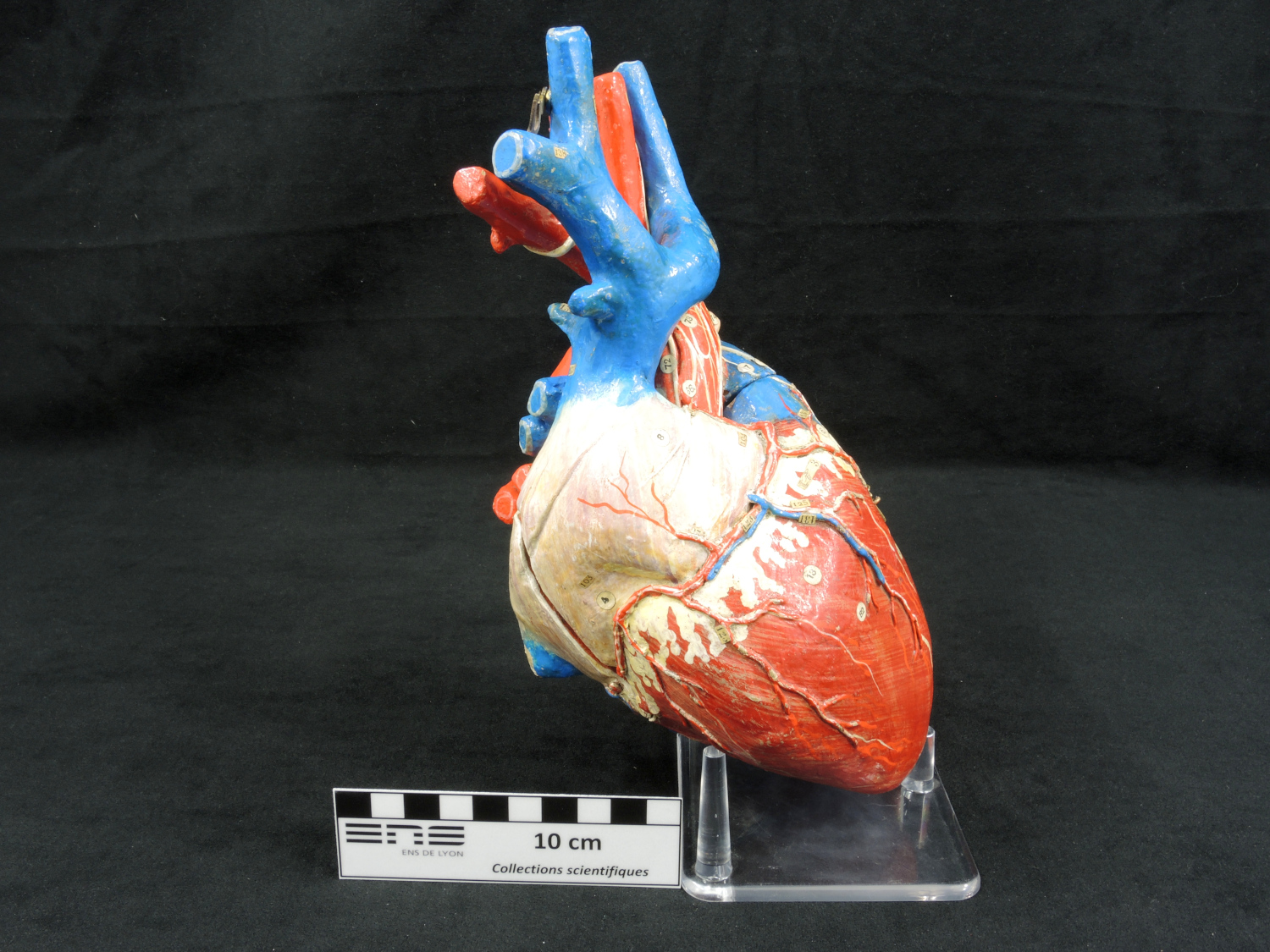 Modèle anatomique de cœur humain Modèle Auzoux de cœur en papier mâché 