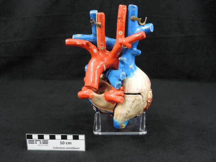 Modèle anatomique de cœur humain Modèle Auzoux de cœur en papier mâché