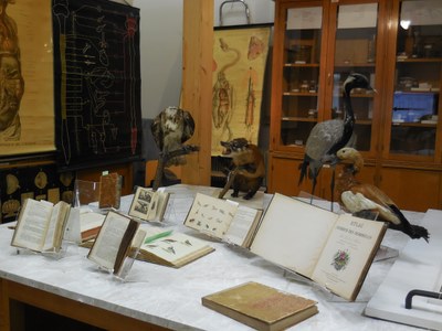 Pratique des collections museologiques