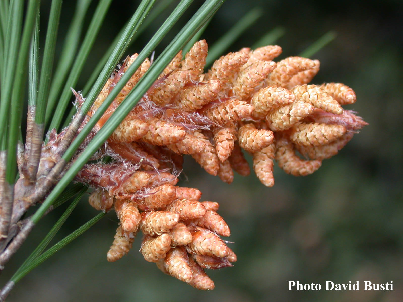 Pinus-halepensis-cones-males.jpg