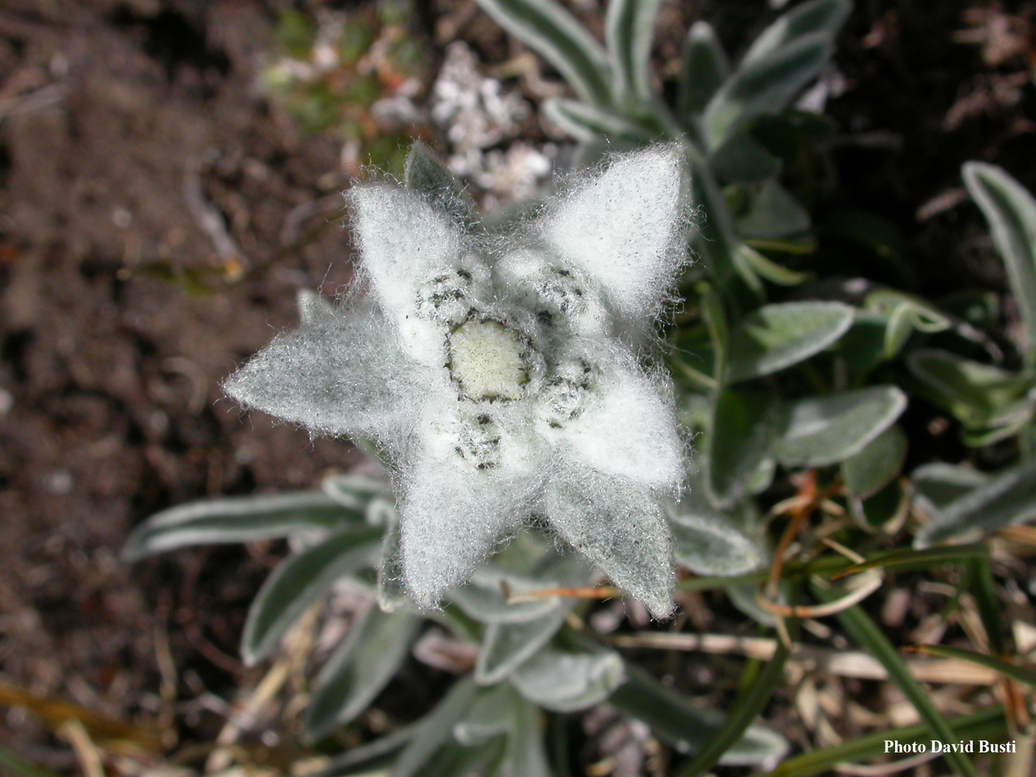 Edelweiss-Leontopodium_alpinum_5.jpg