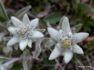 L'Edelweiss, une plante alpine d'origine asiatique