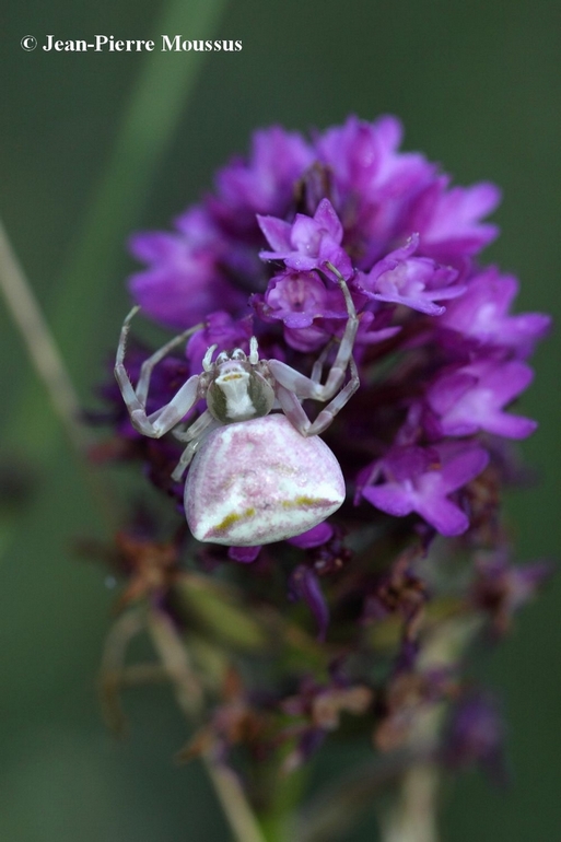 Thomisus onustus araignée orchidée
