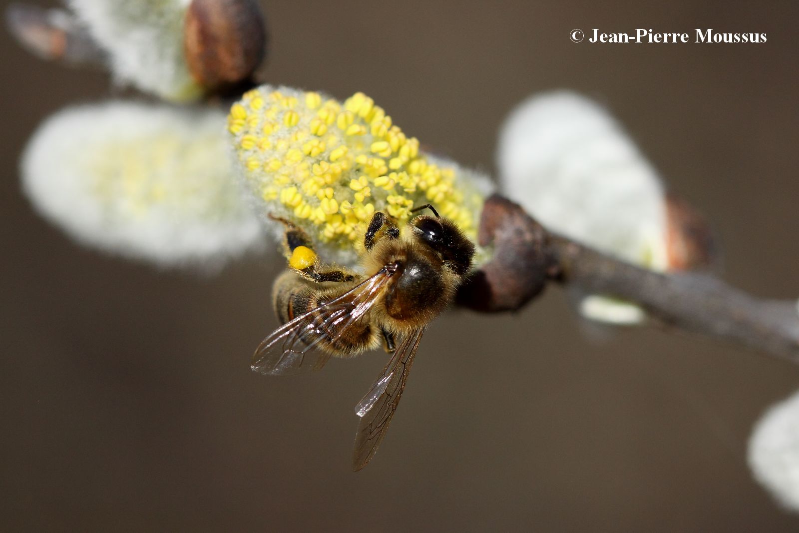 La collecte du pollen © Jean-Pierre Moussus