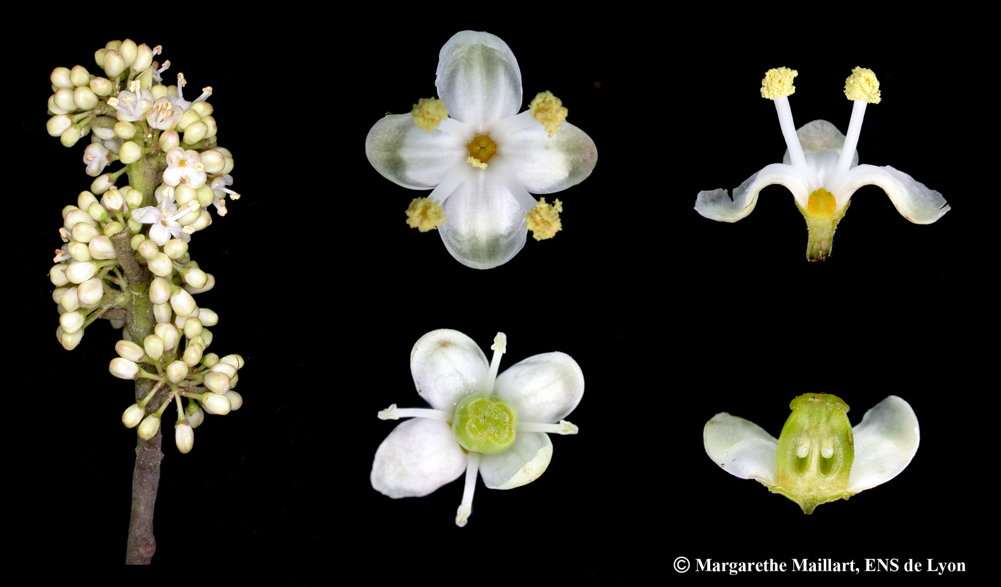 Houx-Ilex_aquifolium-Fleurs.jpg
