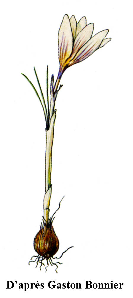 Safran bigarré-Crocus versicolor