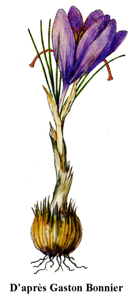 Safran cultivé-Crocus sativus