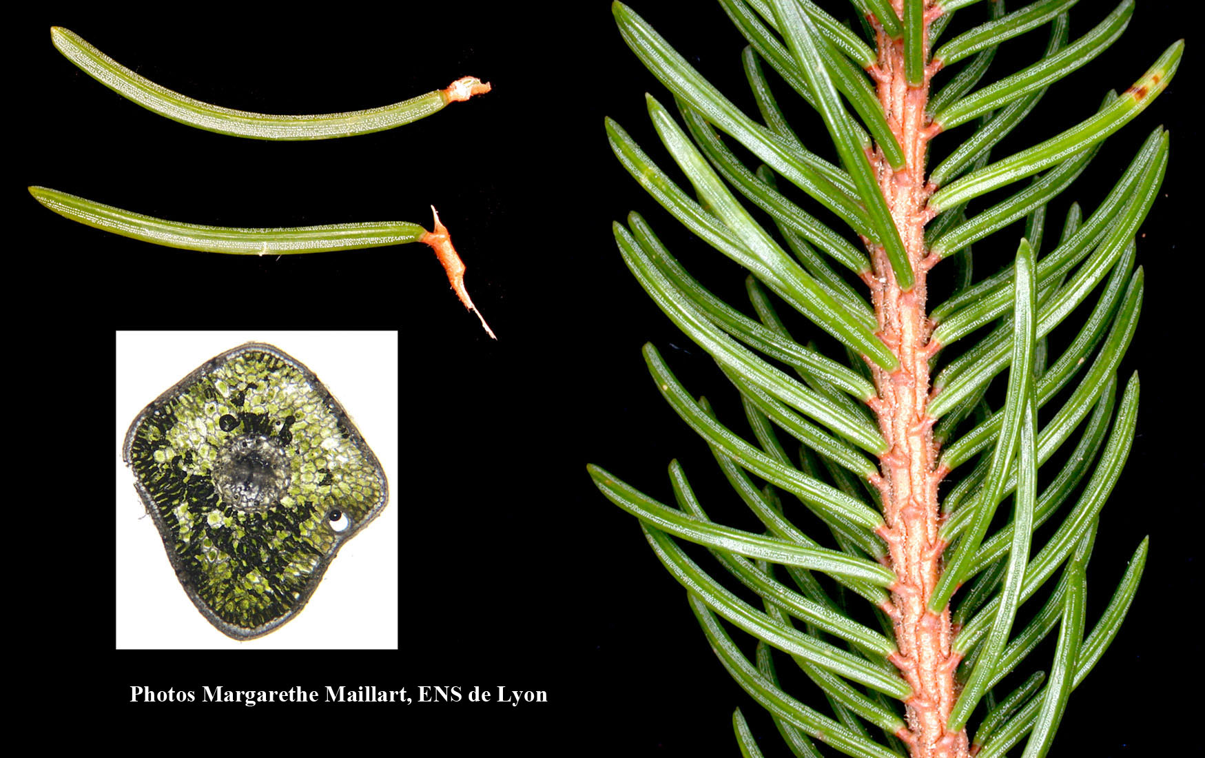 Sapin ou épicéa de Noël ? — Département de Biologie