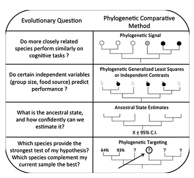 Different use of phylogeny for the study of phenotypic traits, including cognitive abilities.