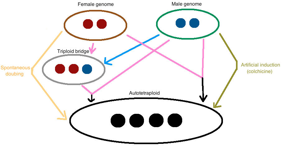 The major mechanisms of autotetraploid formation are shown in this figure.