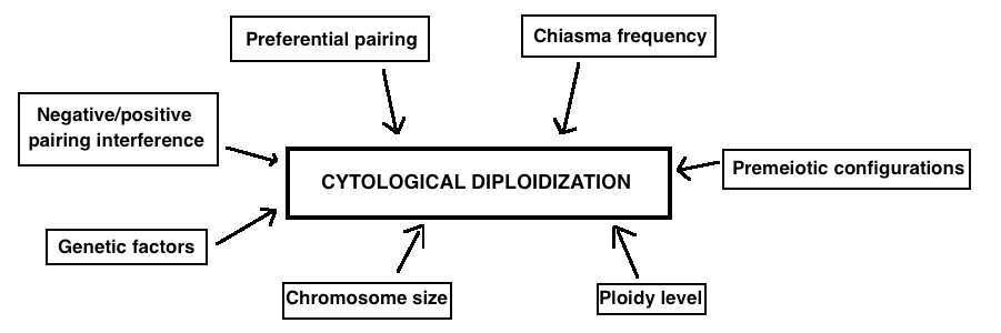 The main factors that are believed to influence cytological diploidization are listed in this figure.