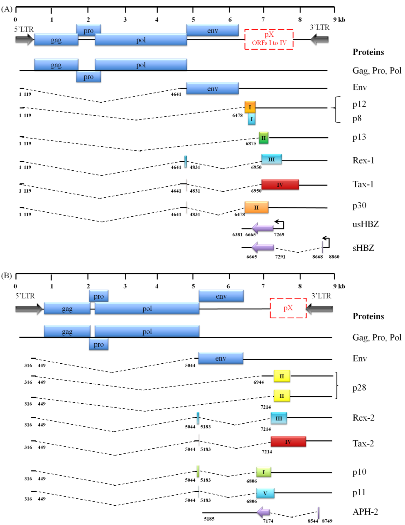 Comparison of the genomic organization, alternative splicing, and coding potential of HTLV-1 (A) and HTLV-2 (B) mRNAs.