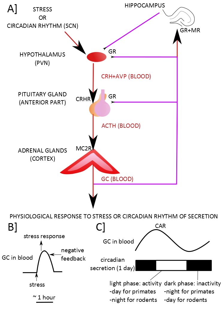 The normal functioning of the HPA axis.
