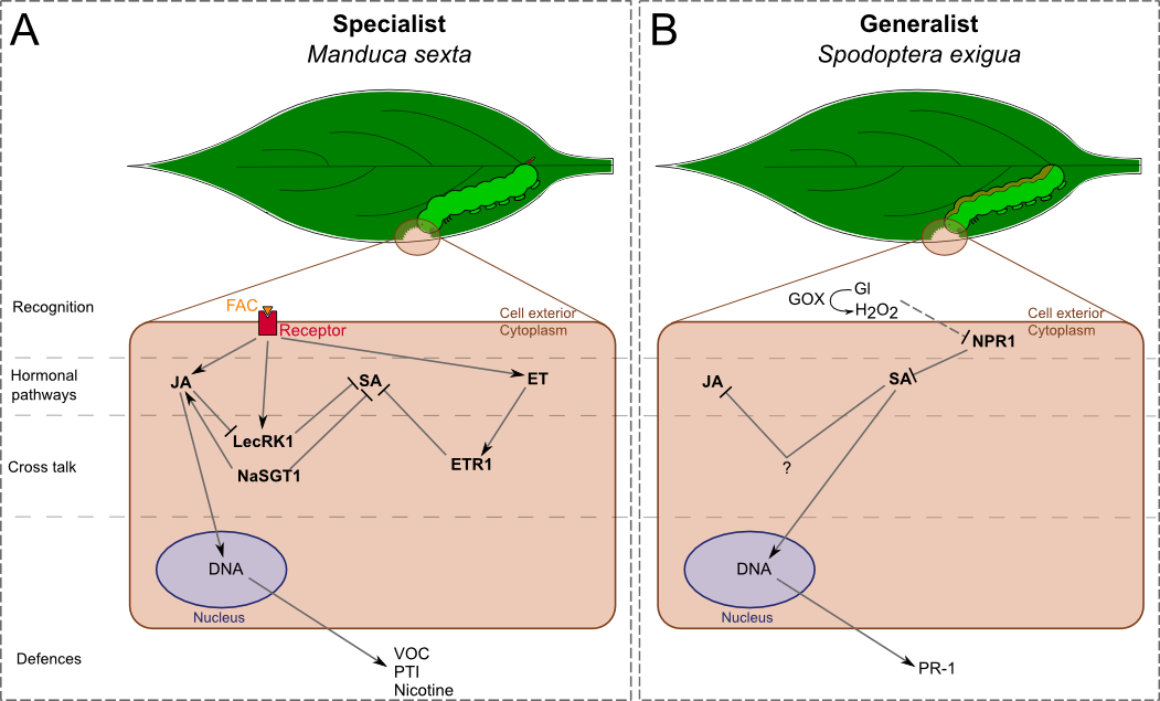 Differential signalling and responses of after the attack of one generalist and one specialist leaf-chewing herbivores.