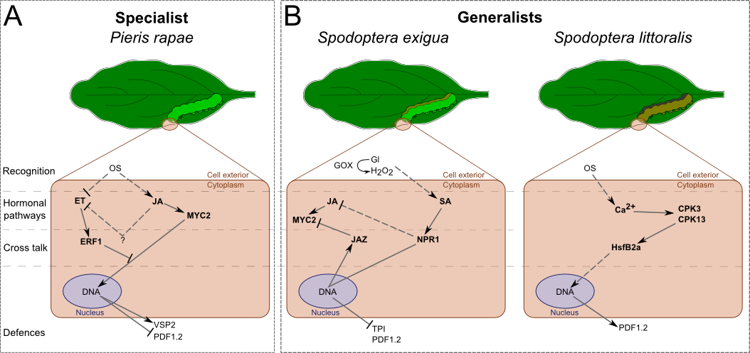 Differential signalling and responses of after the attack of one generalist and one specialist leaf-chewing herbivores.
