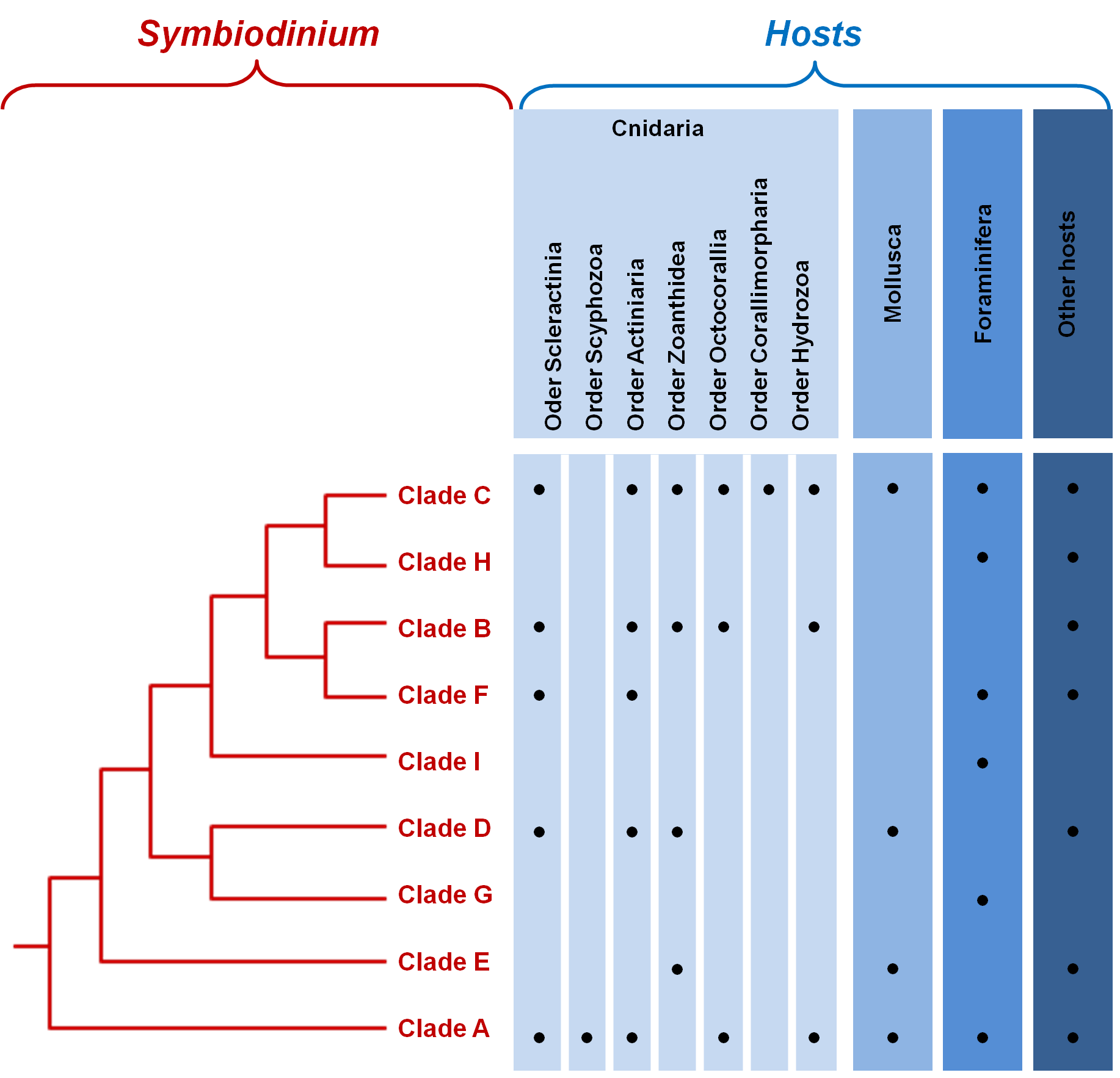 Phylogenetic relationships between the major clades of Symbiodinium.