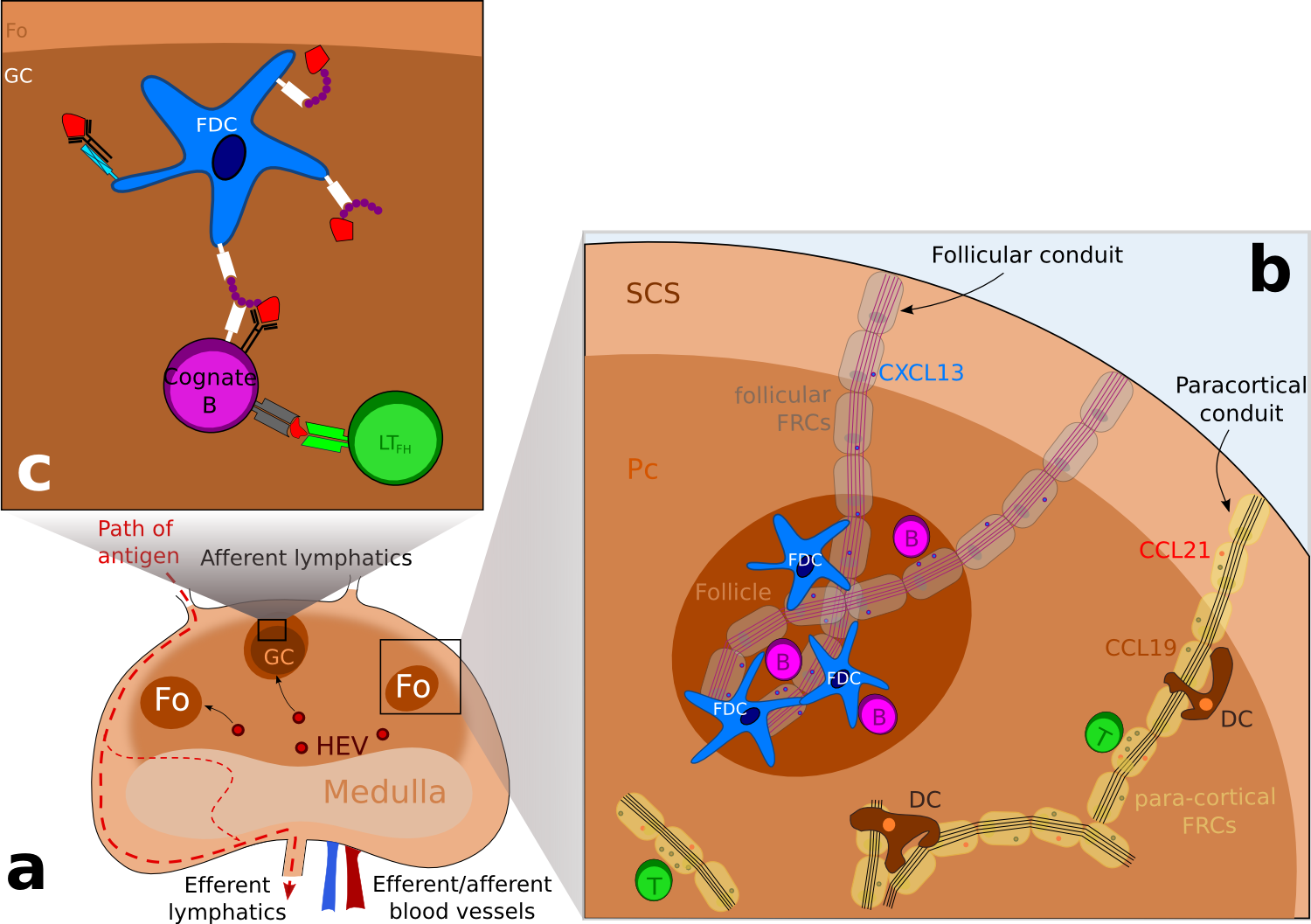 Schematic representation of the structure of a lymph node.
