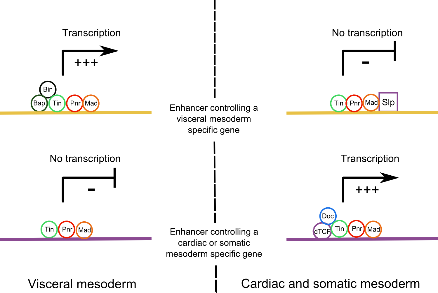 Activation of different downstream enhancers in Wg+ and Wg- domains.