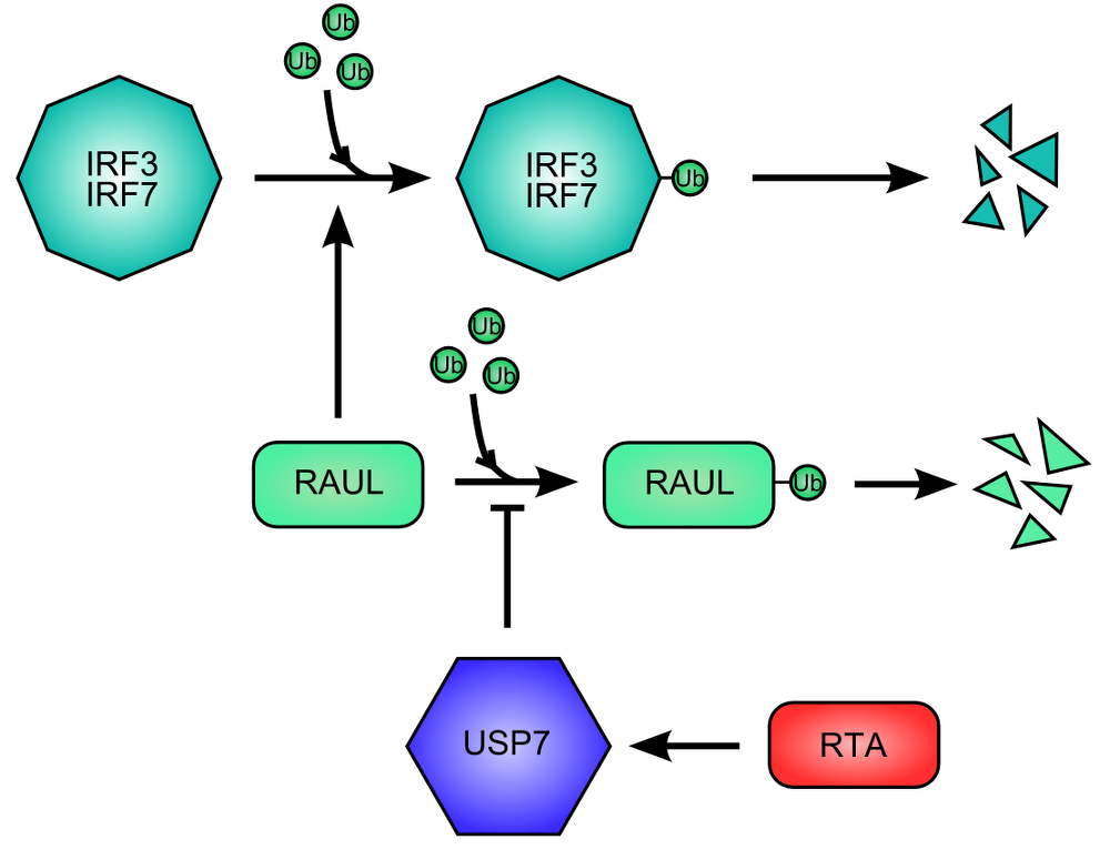 RNA Transcriptional Activator (RTA) protein of Kaposi Sarcoma HerpesVirus promote the destruction of IFN Regulatory Factor 3 and 7.