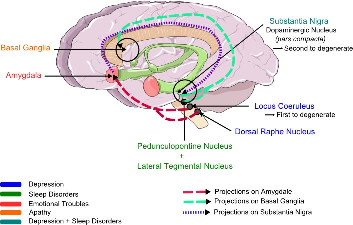 Structures involved in non-motor symptoms of Parkinson's Disease.