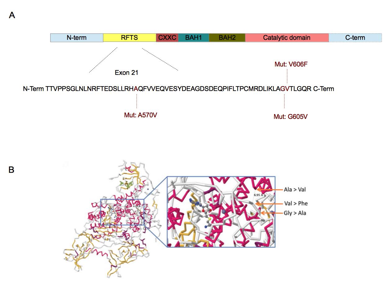Localization of the three mutations in DNMT1 sequence (A) and their involvement in DNMT1-DNA interaction