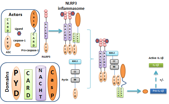 Pyrin negatively regulates NLRP3 inflammasome (adapted from Papin et al. [35]).