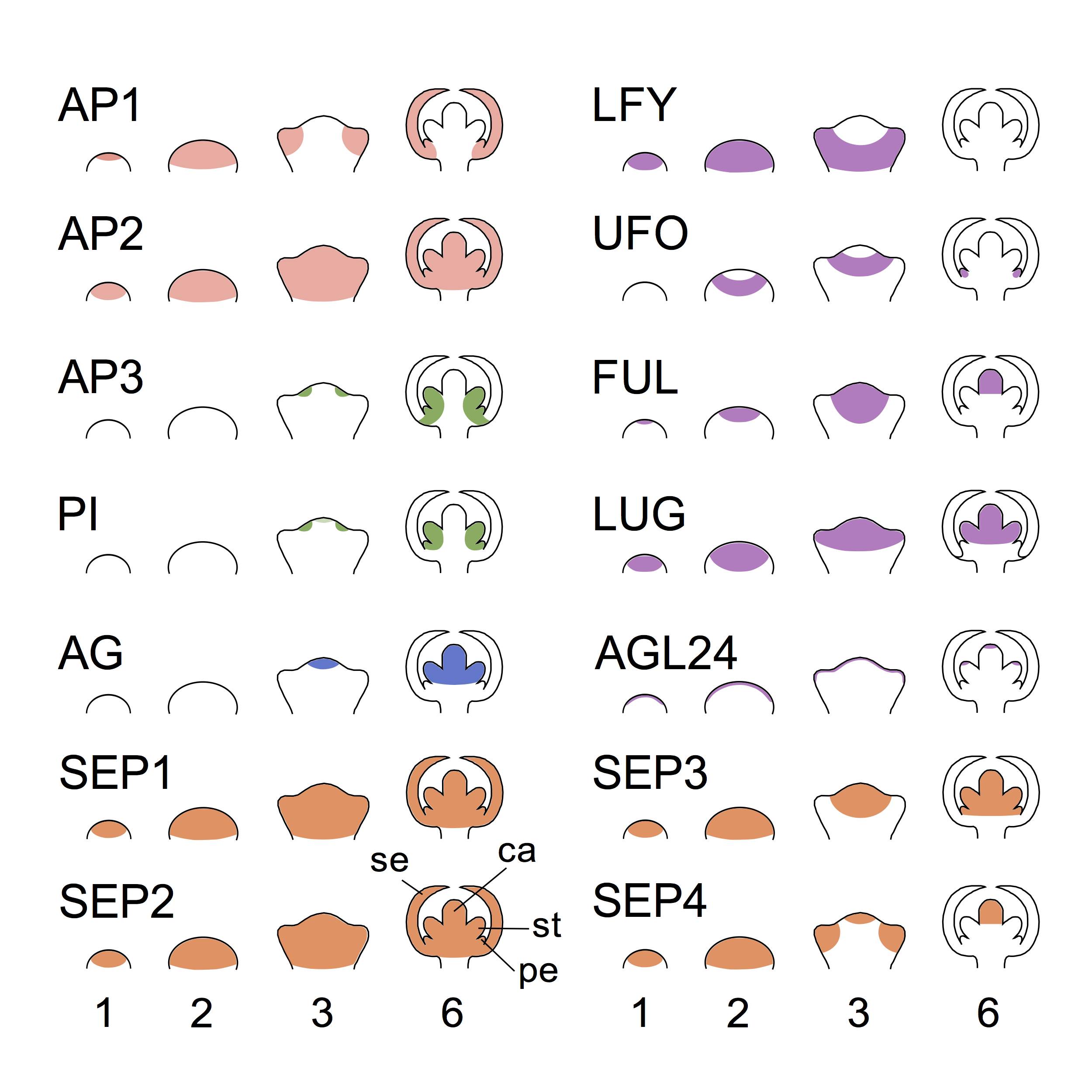 Pattern expression of the genes involves in the establishment of the ABC system at the earliest stages of flower development :