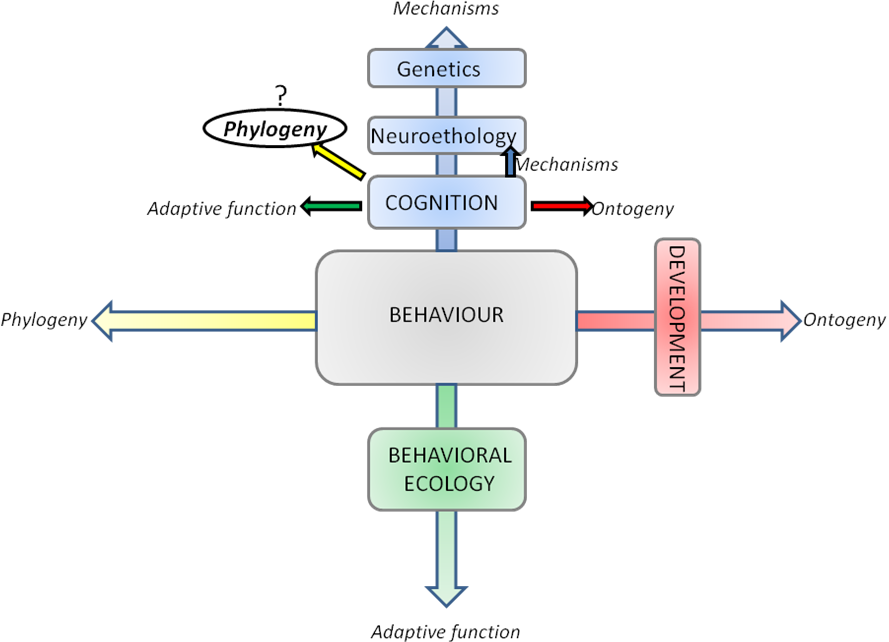 Schematic of the Tinbergen's four questions applied to the biological study of behavior.