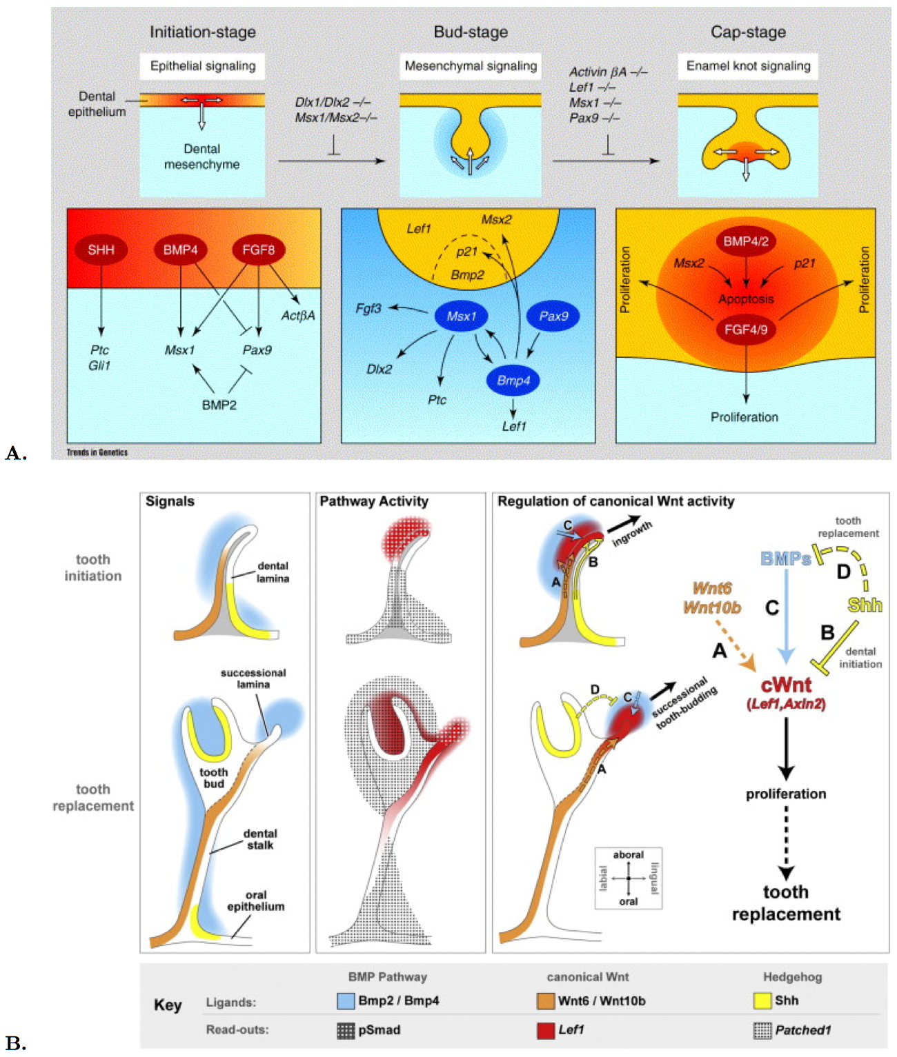 Gene expression and molecular signaling during tooth development in mouse (A) and snake (B).