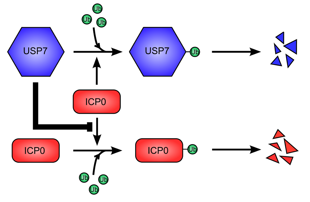 USP7 cellular deubiquitinase is used to stabilize ICP0 viral protein.