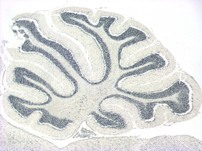 Coupe longitudinale de cervelet de souris (X50)