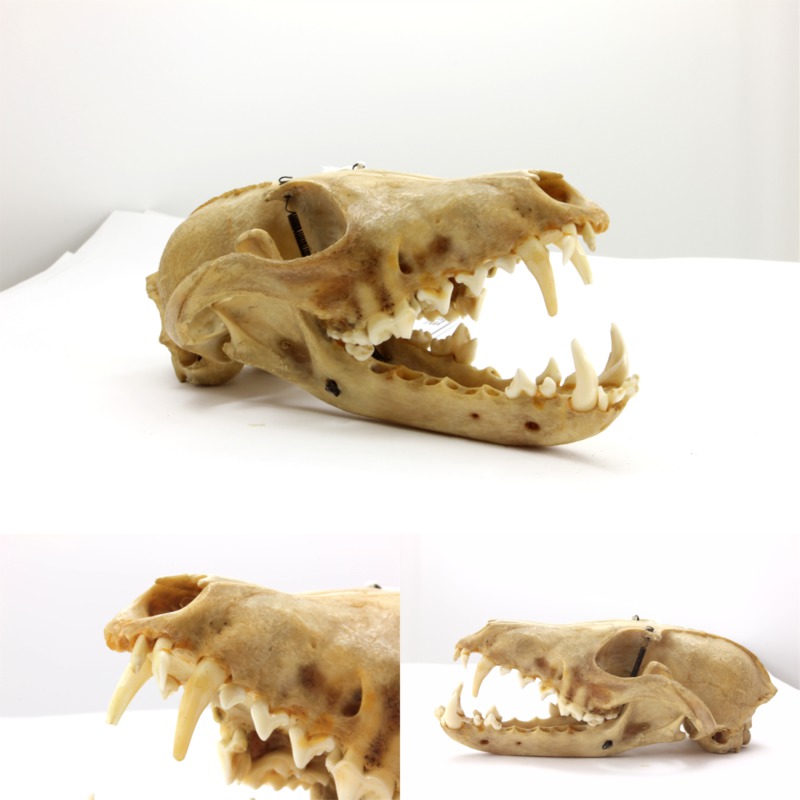 Image de crâne de chien