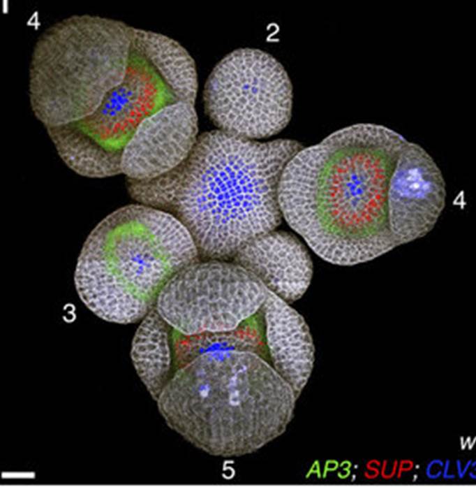 European course “Stem Cells And Development in Plants and Animals”