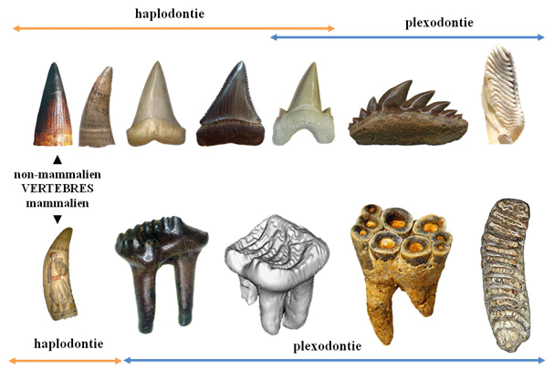 European Course "Evolutionary Paleobiology"