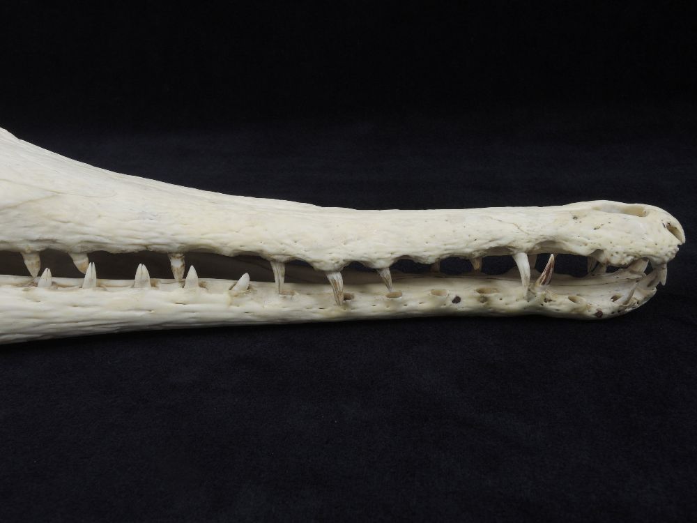 Crâne de Faux-gavial d’Afrique Crâne de Crocodile à nuque cuirassée