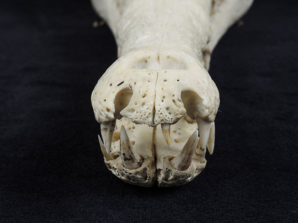 Crâne de Faux-gavial d’Afrique Crâne de Crocodile à nuque cuirassée