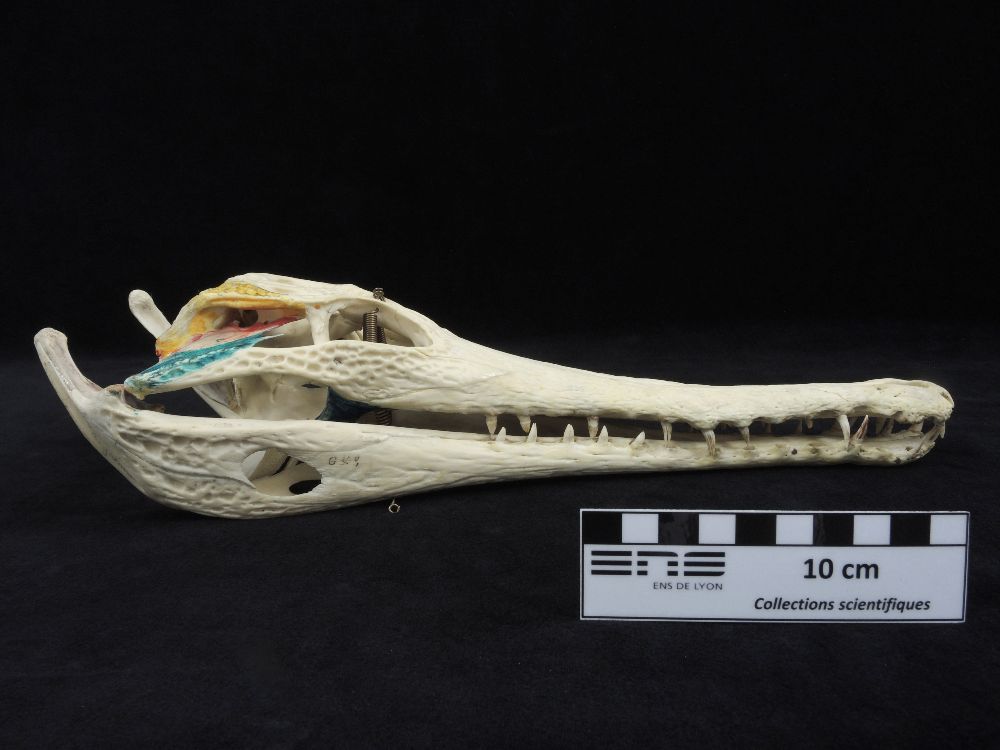 Crâne de Faux-gavial d’Afrique Crâne de Crocodile à nuque cuirassée