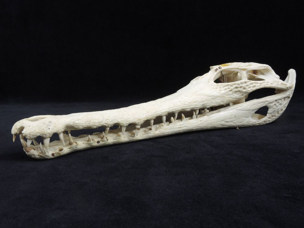 Crâne de Faux-gavial d’Afrique Crâne de Crocodile à nuque cuirassée