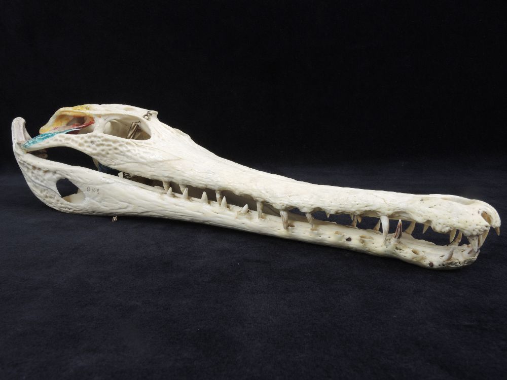 Crâne de Faux-gavial d’Afrique Crâne de Crocodile à nuque cuirassée