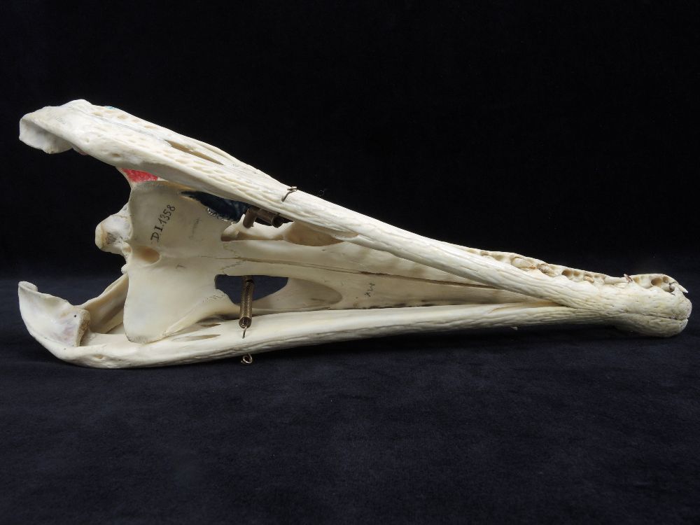 Crâne de Faux-gavial d’Afrique Crâne de Crocodile à nuque cuirassée