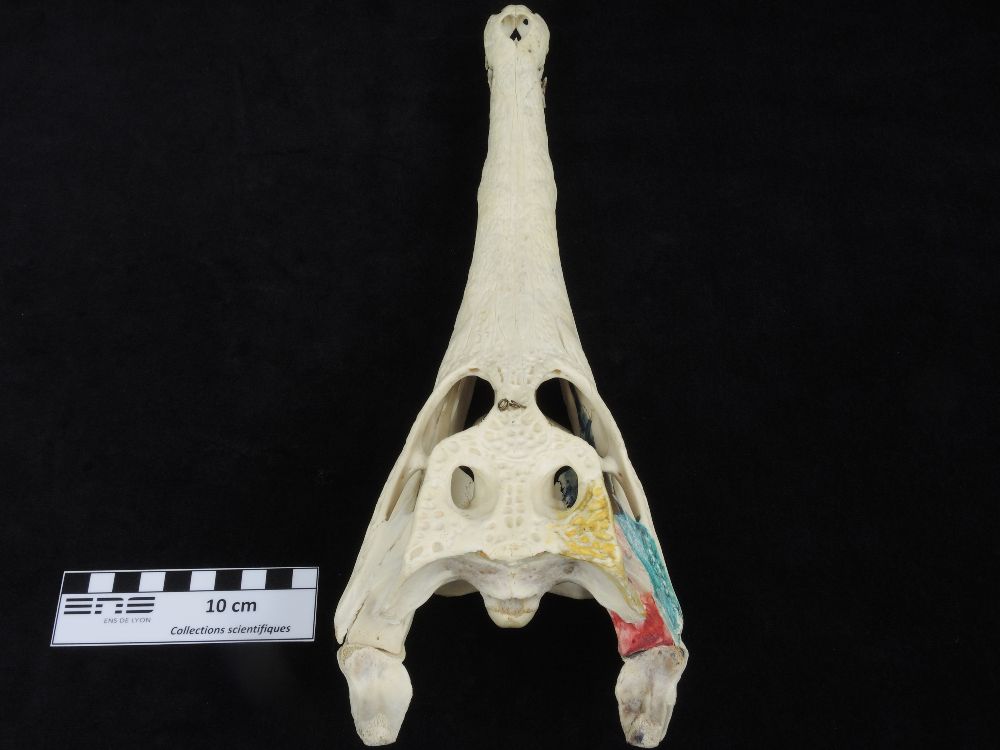 Crâne de Faux-gavial d’Afrique Crâne de Crocodile à nuque cuirassée