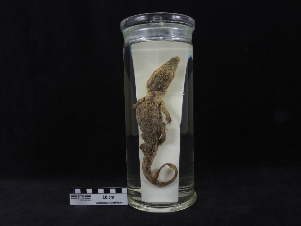 Crocodile du Nil juvénile <i>Crocodylus niloticus</i> juvénile