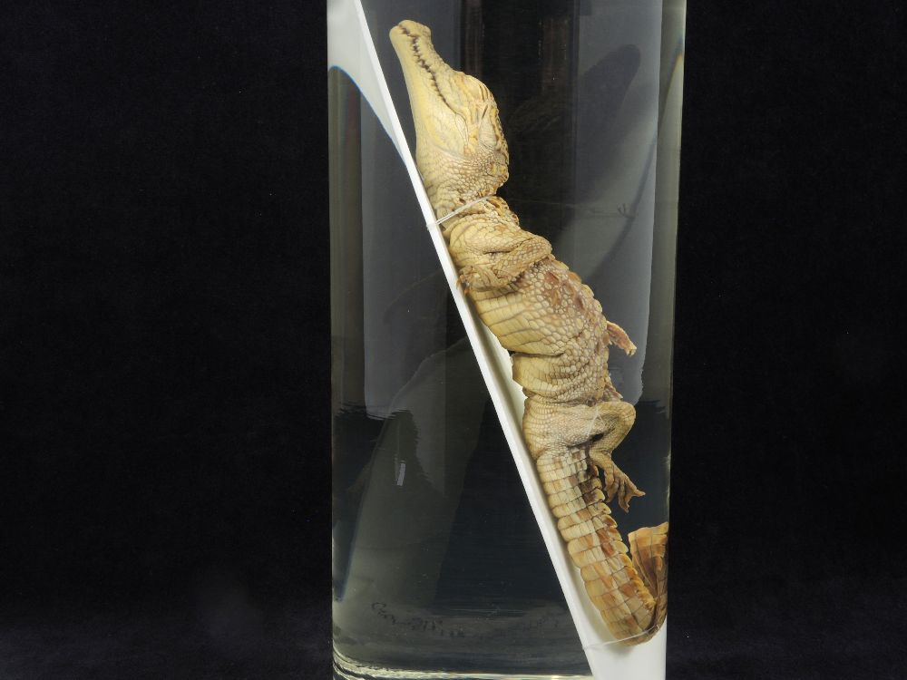 Crocodile du Nil juvénile <i>Crocodylus niloticus</i> juvénile