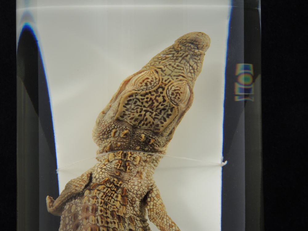 Crocodile du Nil juvénile <i>Crocodylus niloticus</i> juvénile