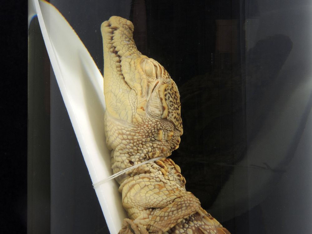Crocodile du Nil juvénile <i>Crocodylus niloticus</i> juvénile