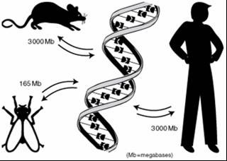 Comparative Genomics.jpg