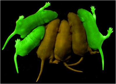 Signal transduction.jpg